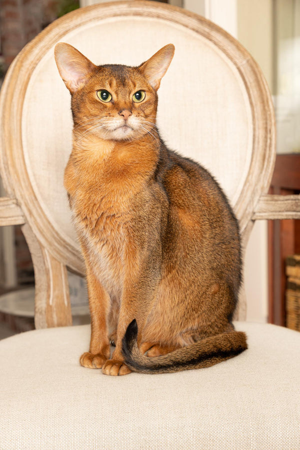 Portrait Session